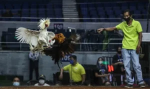 đá gà WS168 tại 8KBet